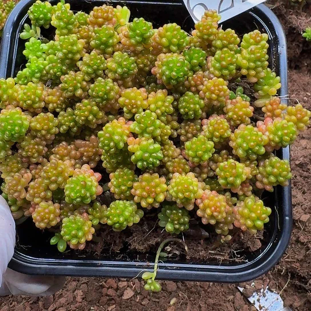 多肉植物多肉植物622