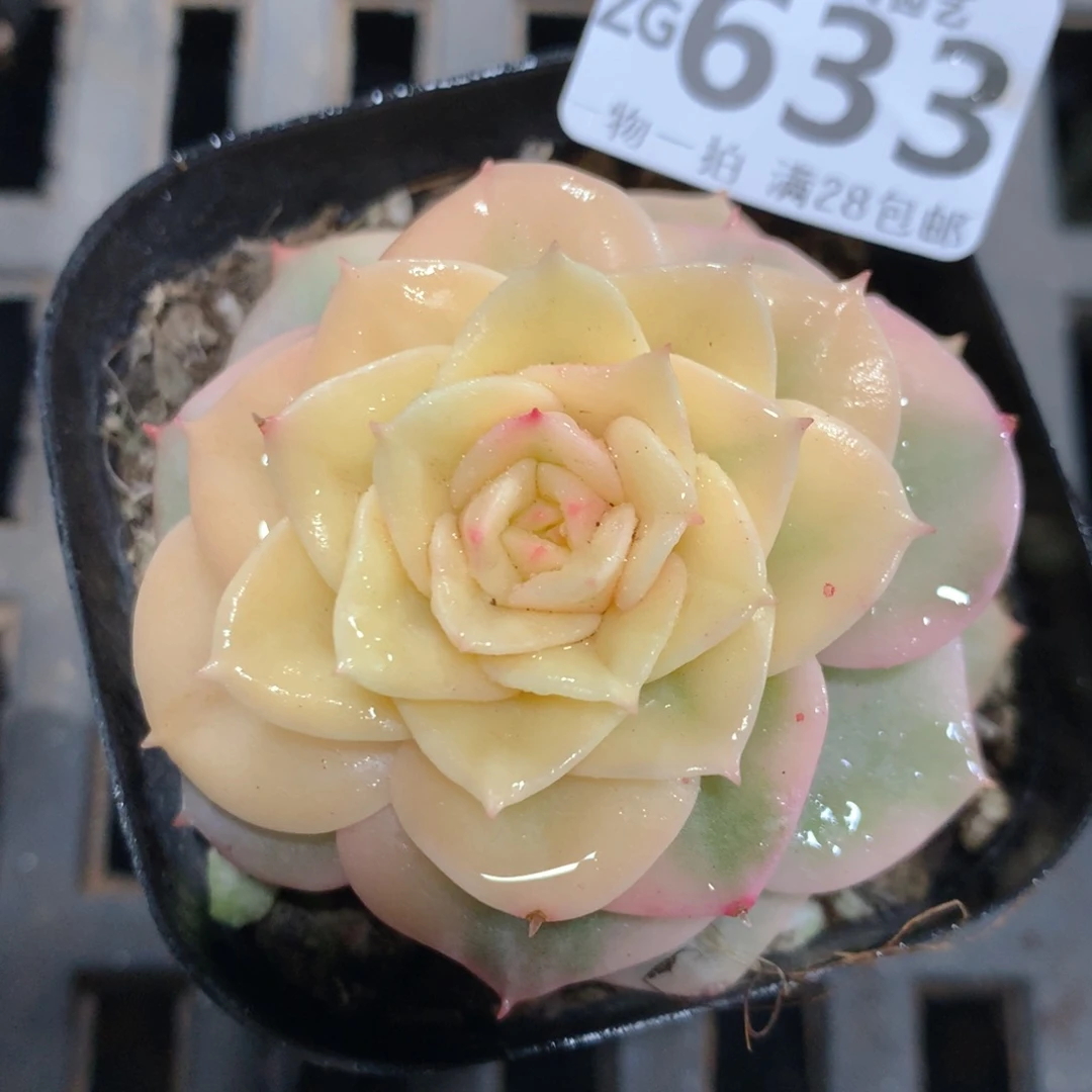 5CM拇指盆精控多肉ZG633