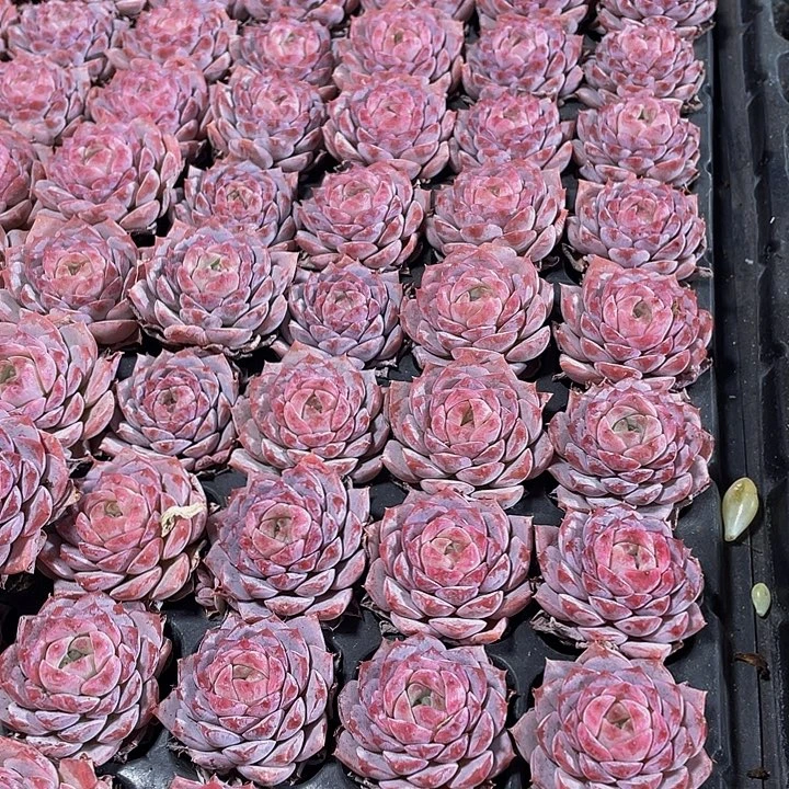 小恩宠1元带土发货