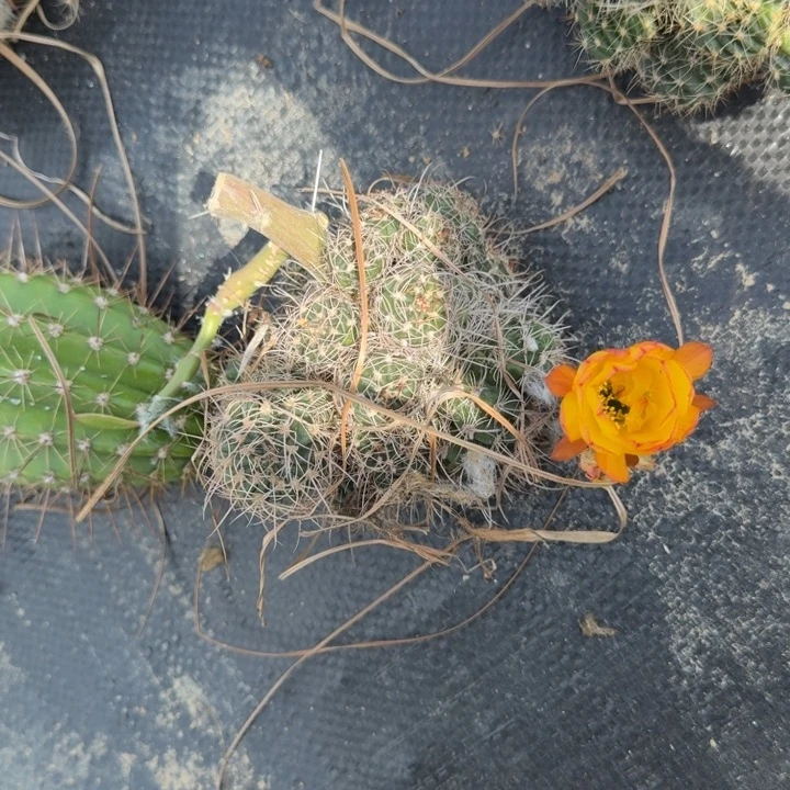 丽花仙人掌群生一群553