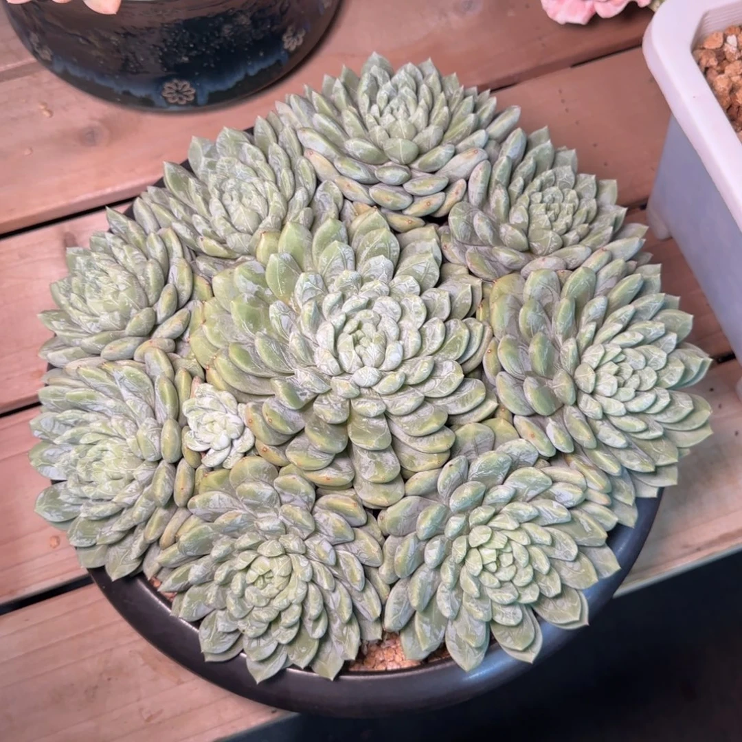 百达翡翠多肉植物多肉