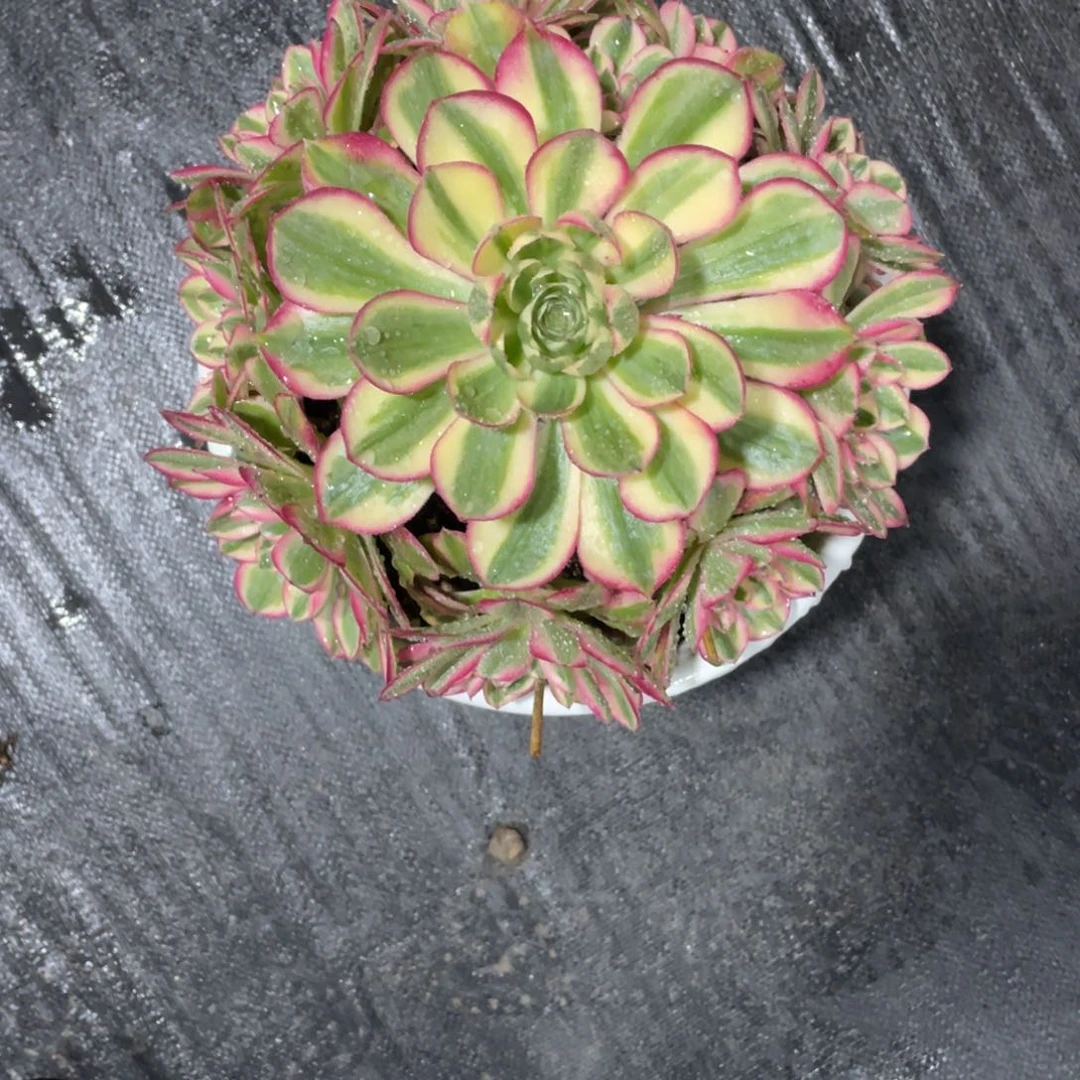 无***局漂亮漂亮漂亮漂亮漂亮