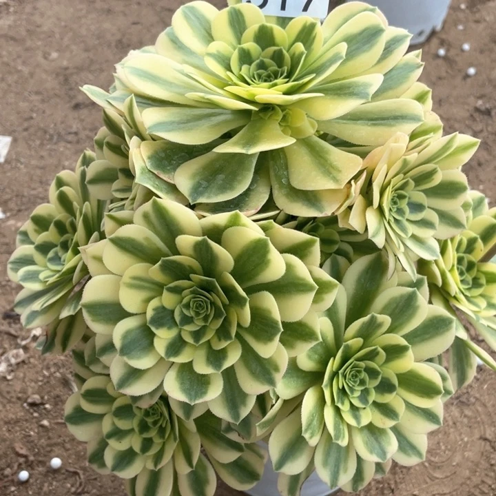 517多肉植物金丝翡翠
