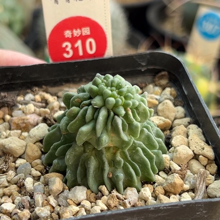 自根无刺蝌蚪球群一棵仙人球