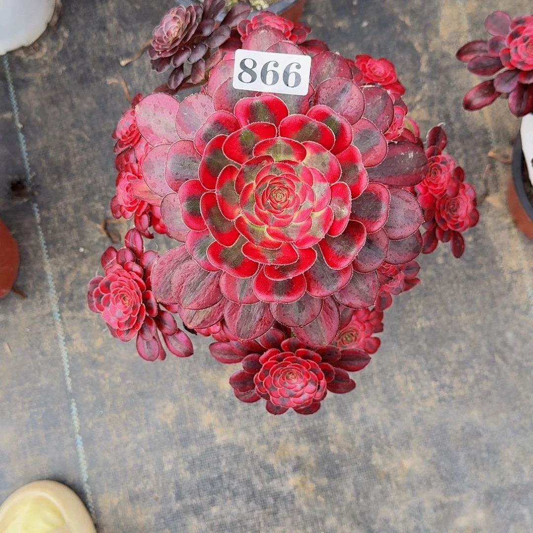 大*?866香奈儿法师锦福利价半木桩