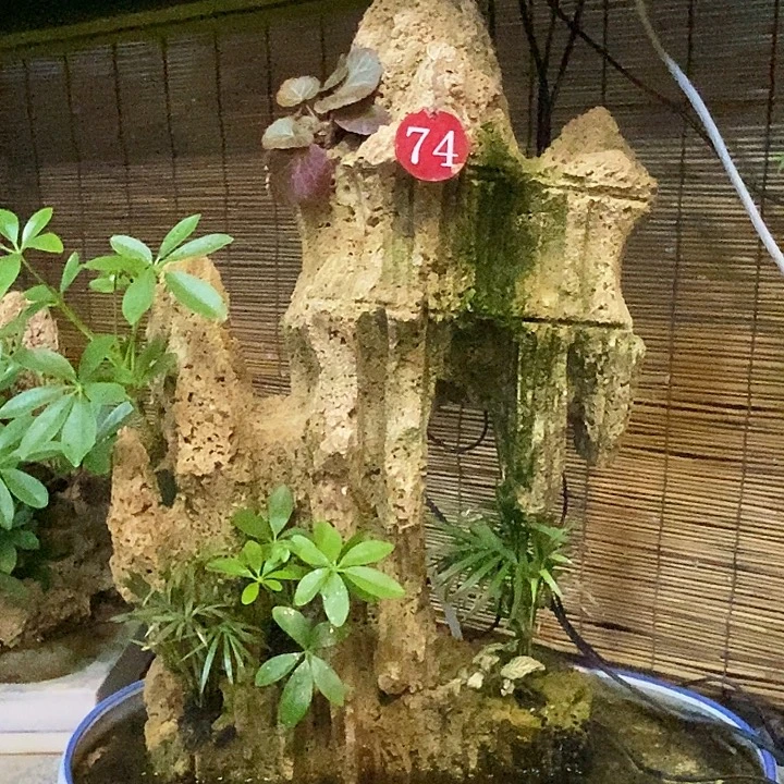 吸水石上水石精雕