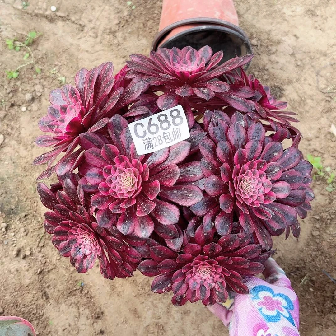 X. 688黑铜白多肉11111