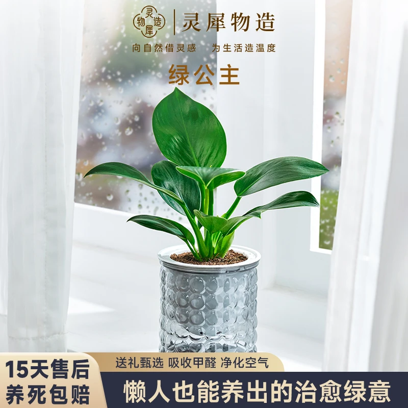 【金钻绿公主】蔓绿绒常青净化空气室内外桌面好养观叶园艺绿植盆栽