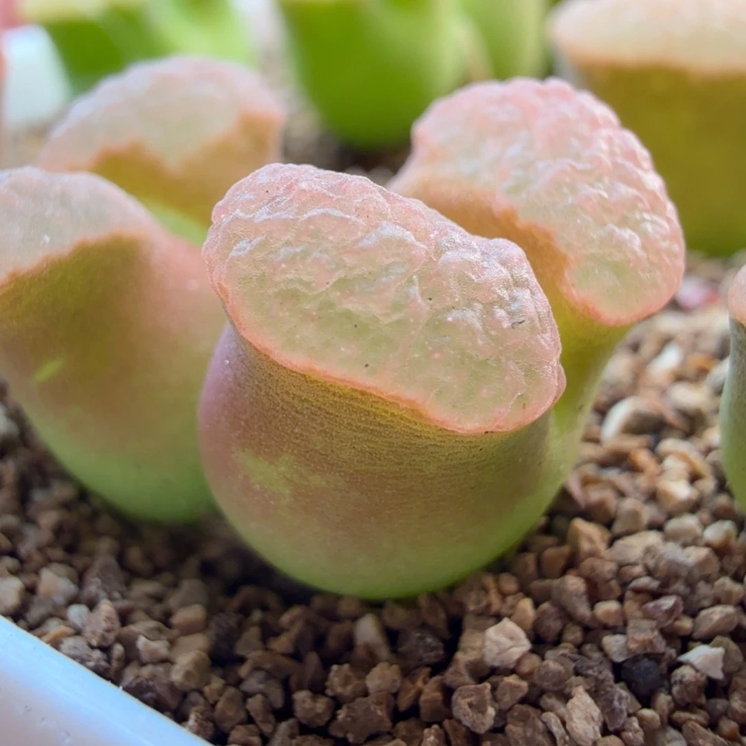 5.10.23/粉色/双头班克磁铁/