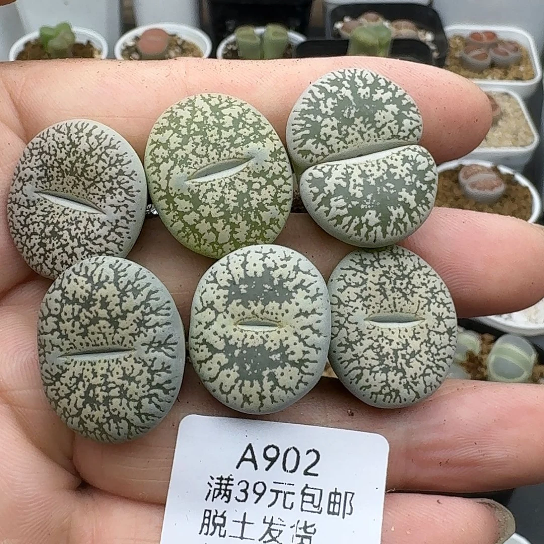 902多肉哈哈哈哈哈哈哈