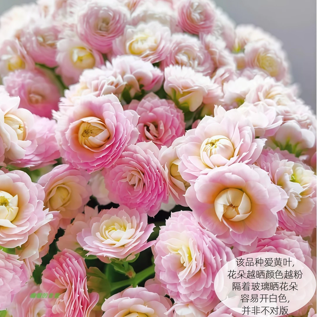蟠桃长寿花苗【四季开花】绿植室内外阳台重瓣庭院植物花卉花苗盆栽