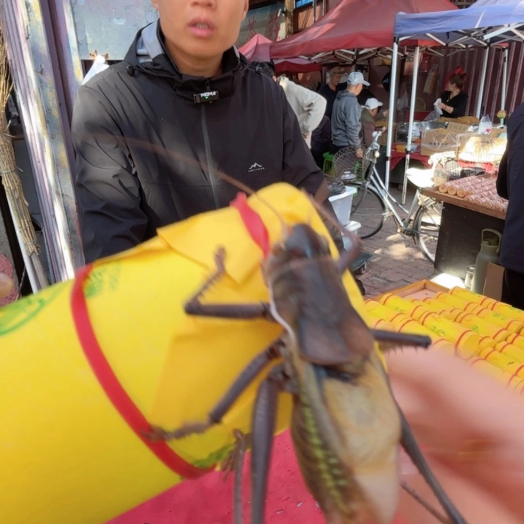 大***1三皮炮筒福福价格