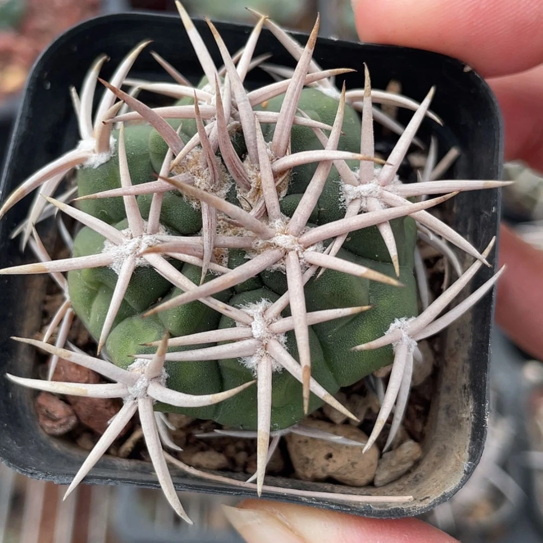 【闪购商品】碧岩玉实生6666