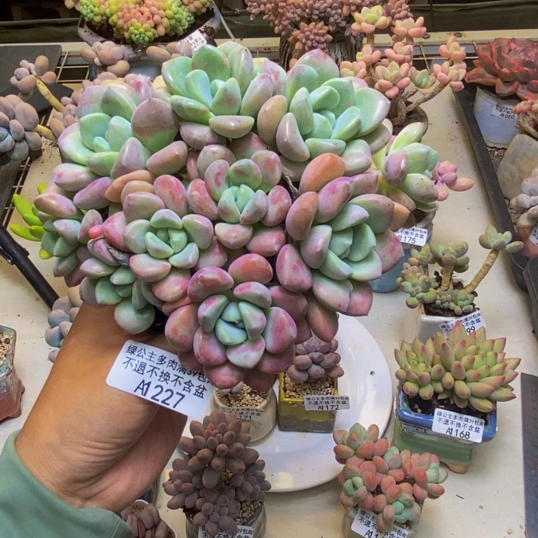227花斑鹿多肉13cm