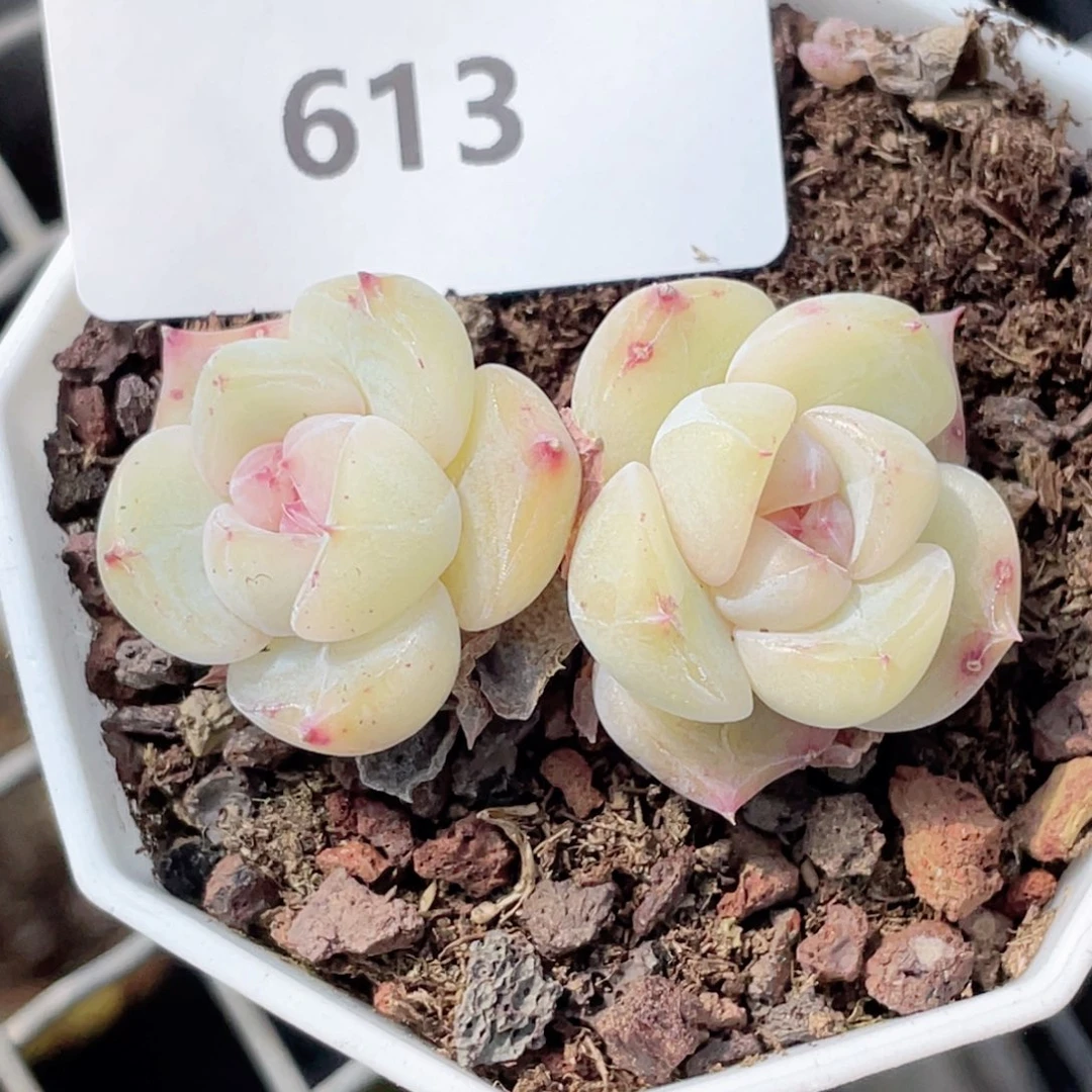 暖*613号糖心冰心珍妮