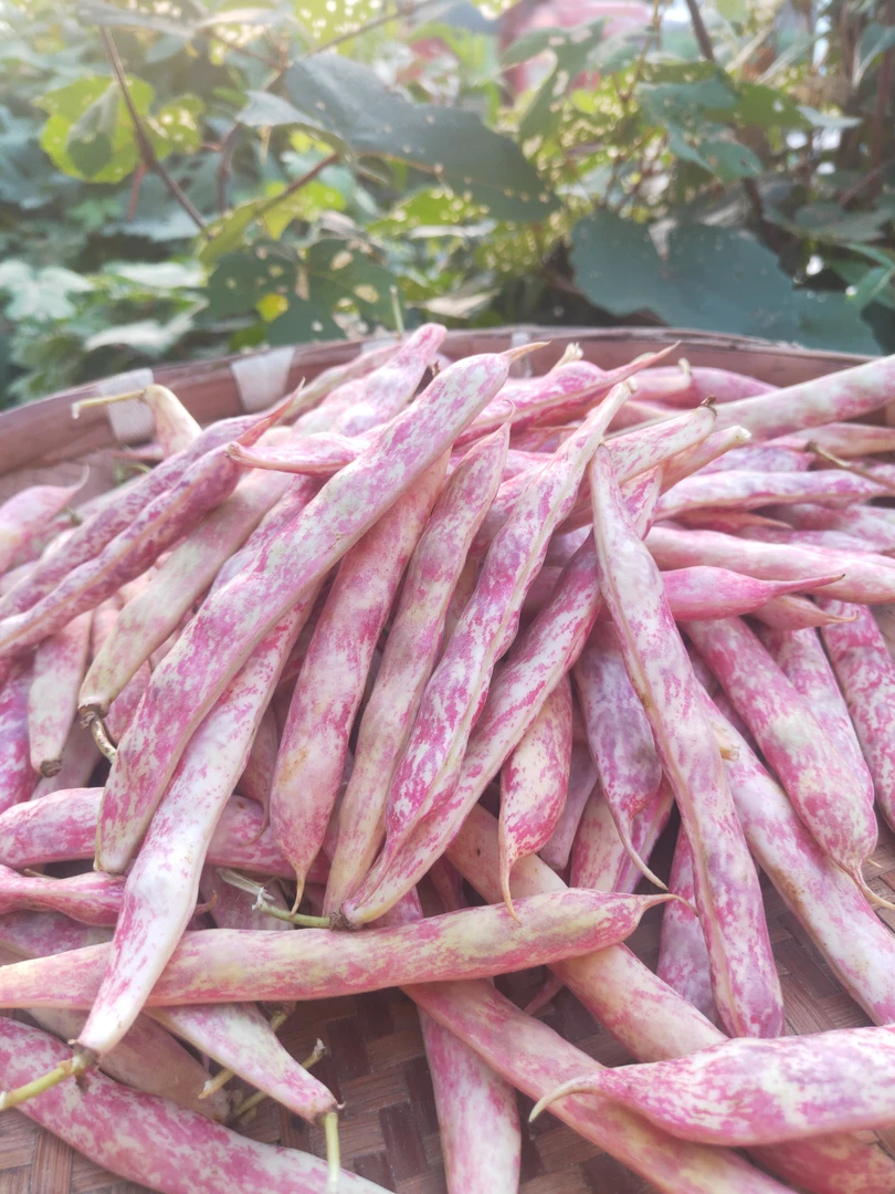 贵州高山新鲜奶花豆 雀蛋豆 现摘现发 带壳发货自己拨米