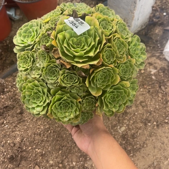 翡翠琉璃多肉植物384