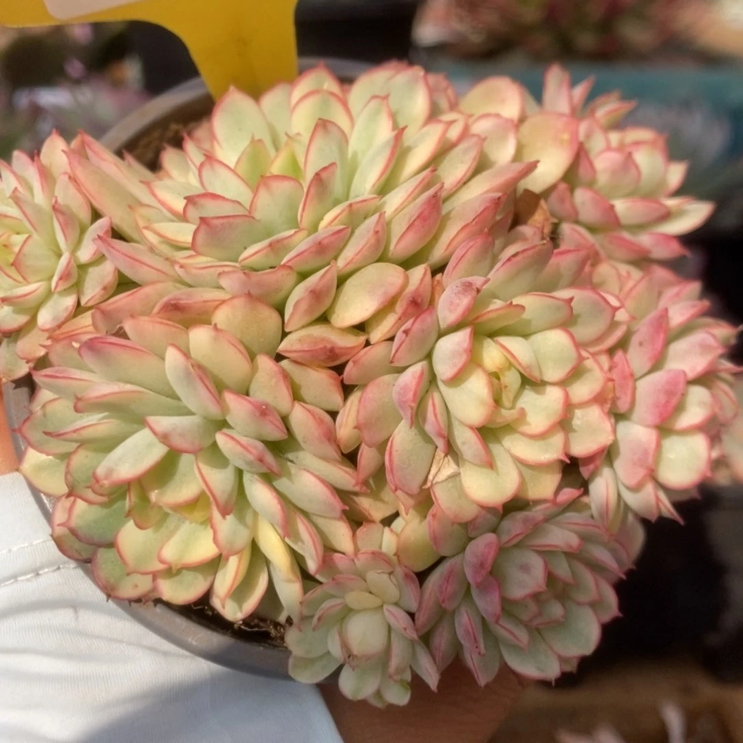 077黄覆轮梦幻玫瑰锦锦锦锦锦