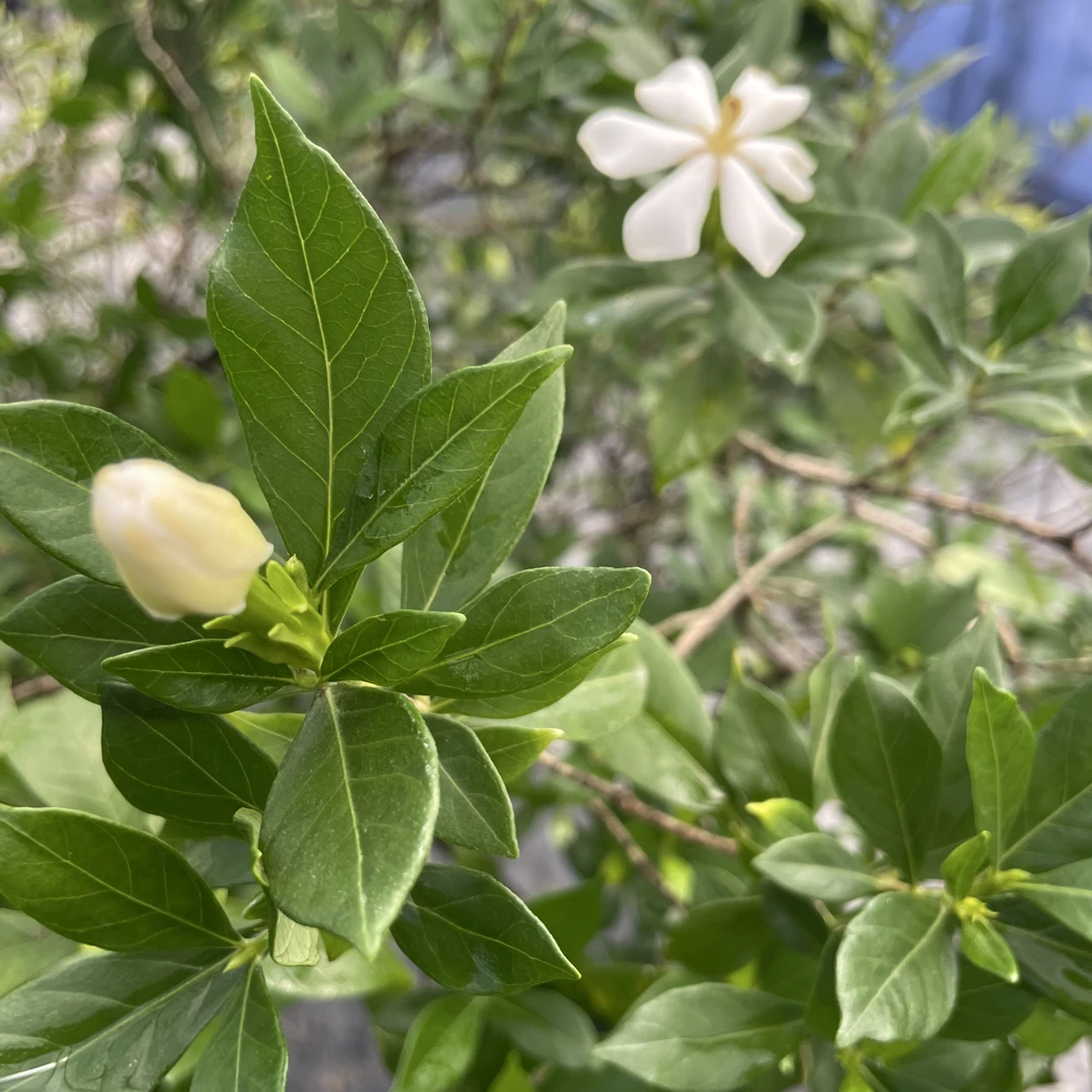 海岛春花栀子花熟桩