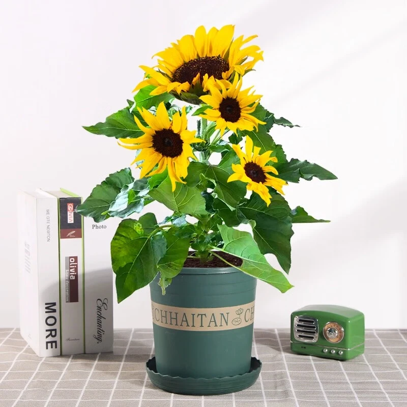 向日葵盆栽带花四季开花光辉岁月太阳花苗好养活室内花卉绿植物禄