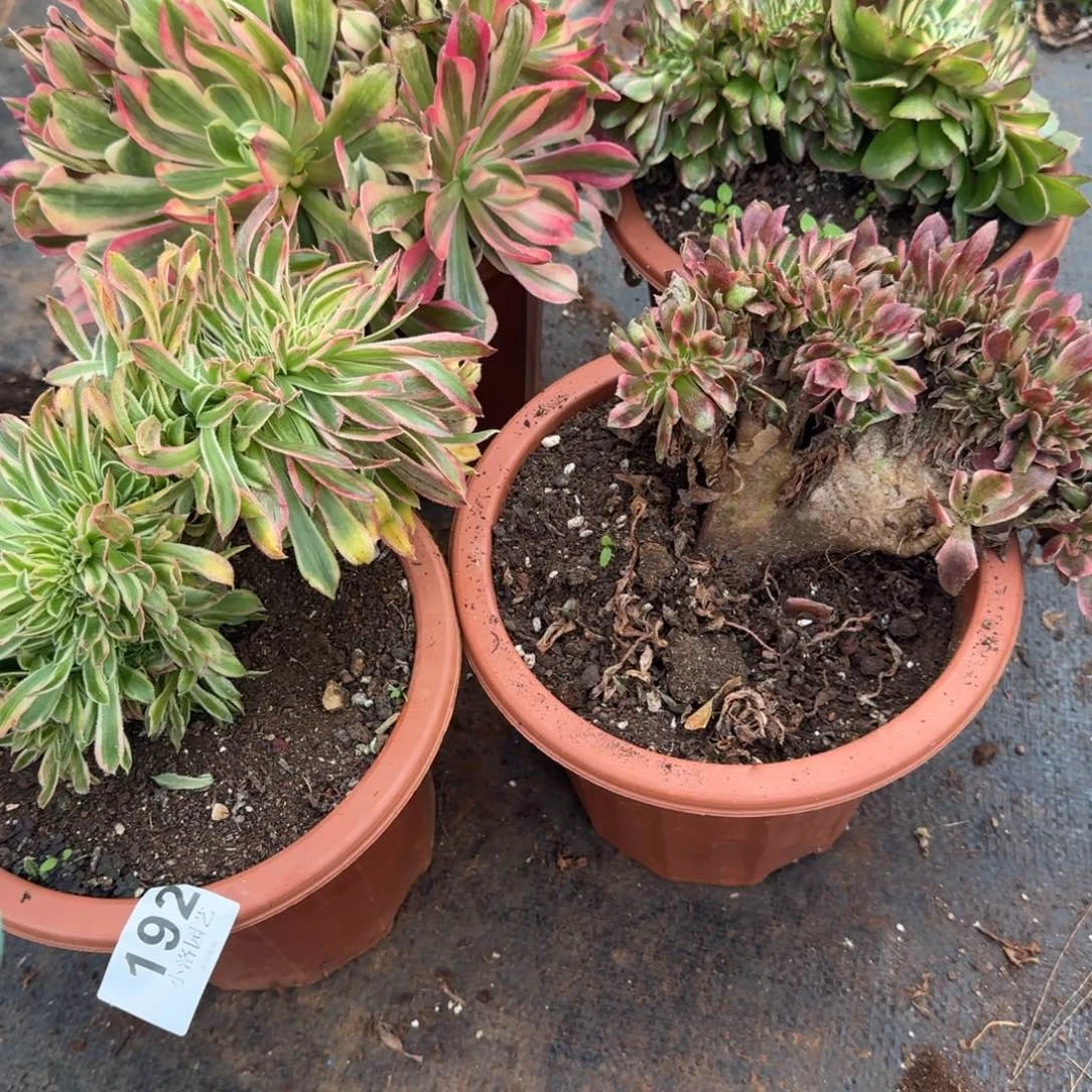 192组合缀化多肉植物满28包邮