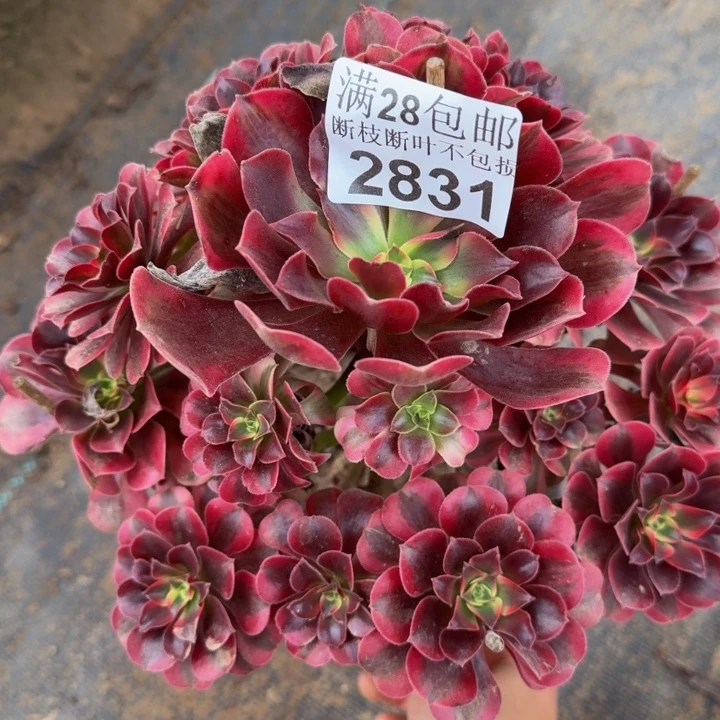 2831美杜莎多肉植物