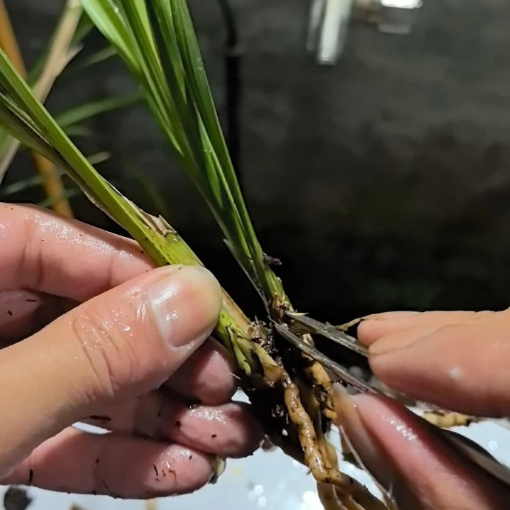 完全开放西蜀道光水晶艺老苗发一组子母小苗