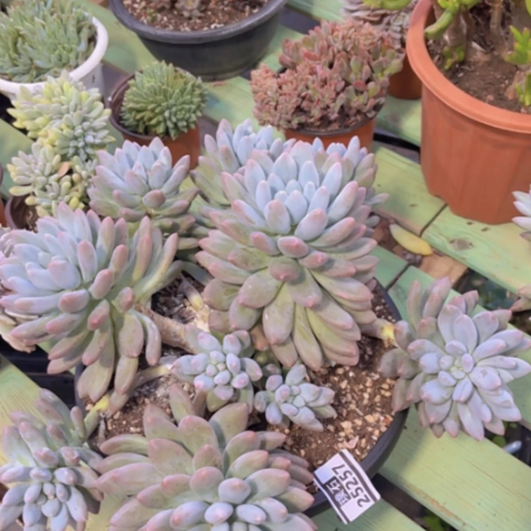 【闪购商品】香所25257