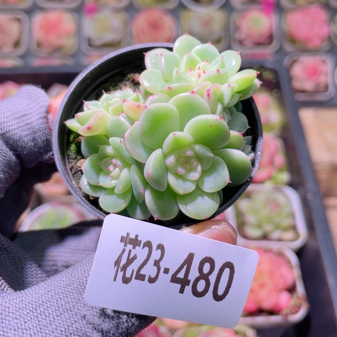 花利美23-480新品珍妮