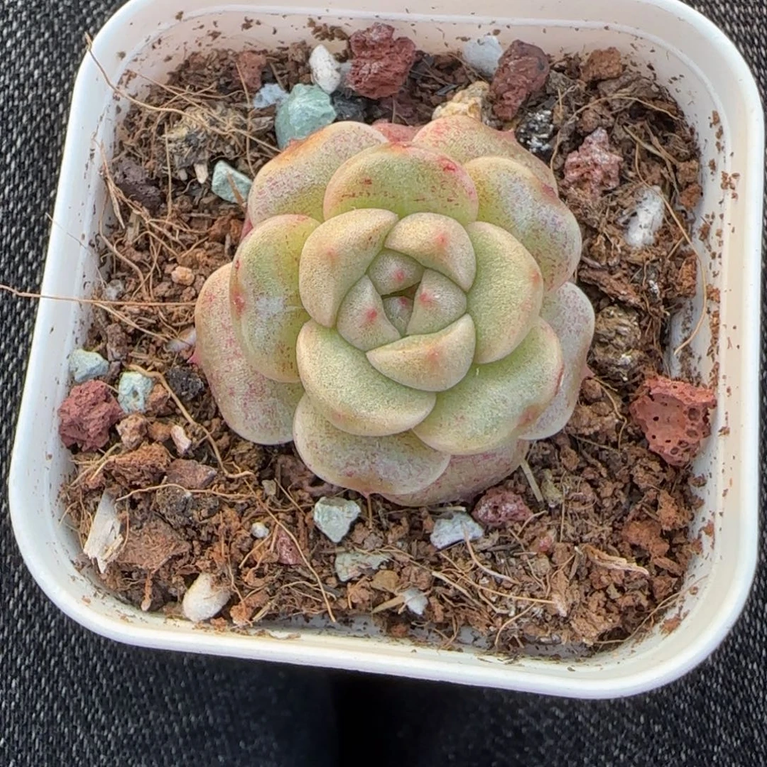 小卡拉米糖心一物一拍