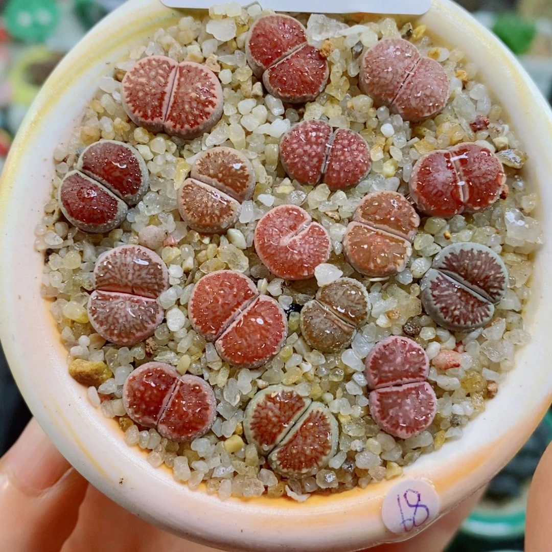 生石花花花花花花花167