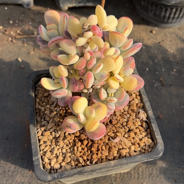 无花朵922福娘锦无砍微瑕