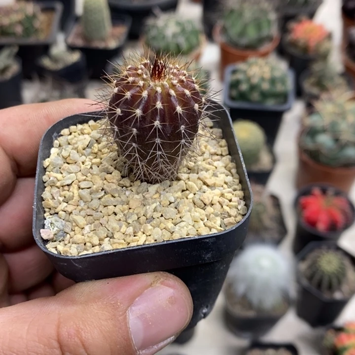 实生紫皮尤博球特价