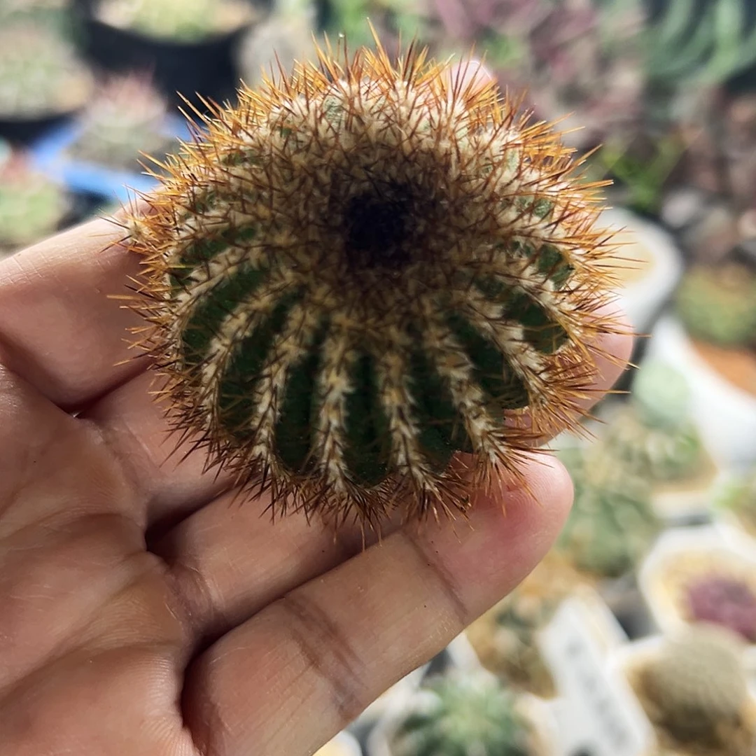 金刺优波仙人球666666