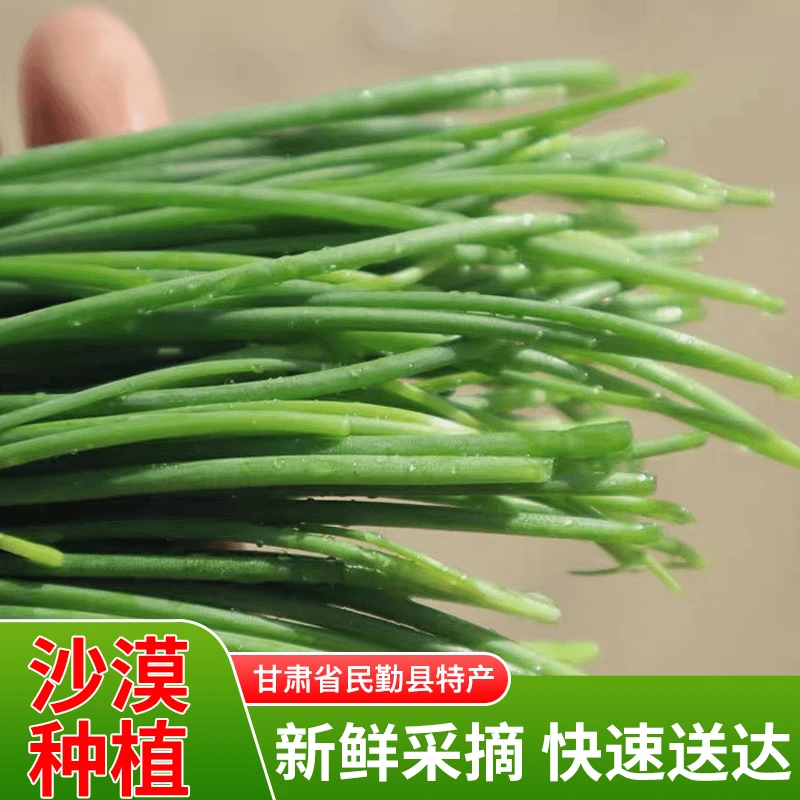 【精品顺丰包邮】甘肃民勤新鲜沙葱现发辛香爽口百搭蔬菜坏单包香葱