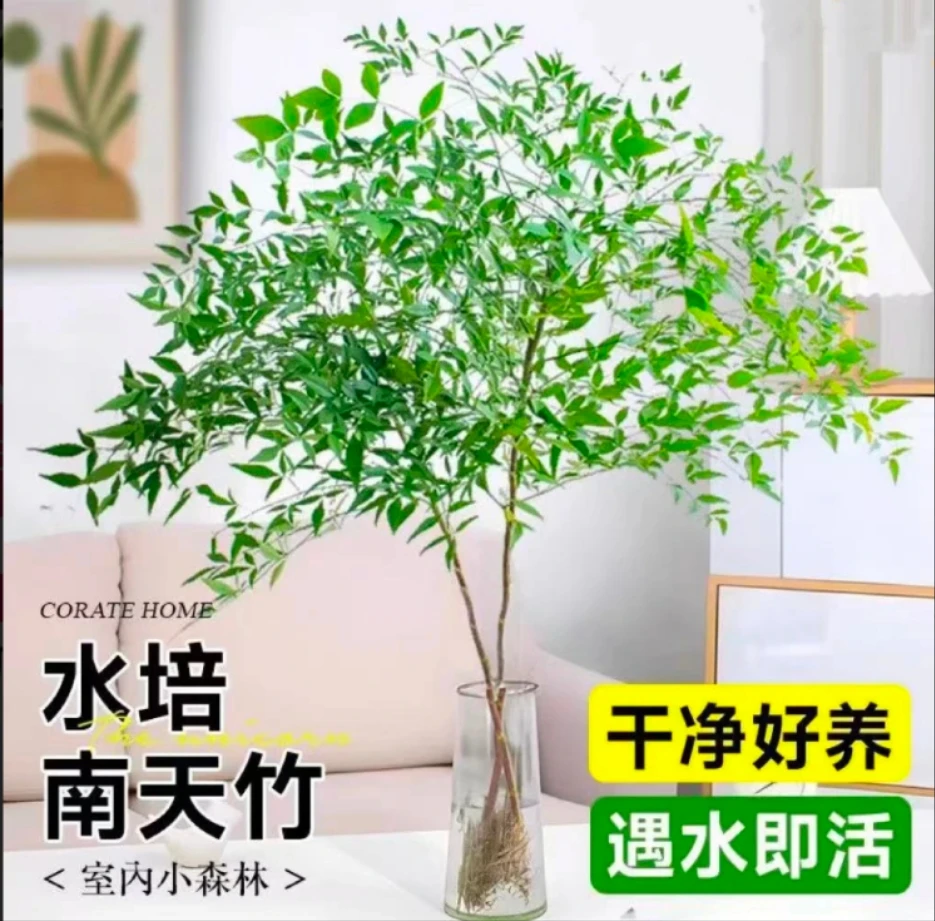 【带根发货】南天竹水培土培植物盆栽花卉风室内外绿植好养庭院