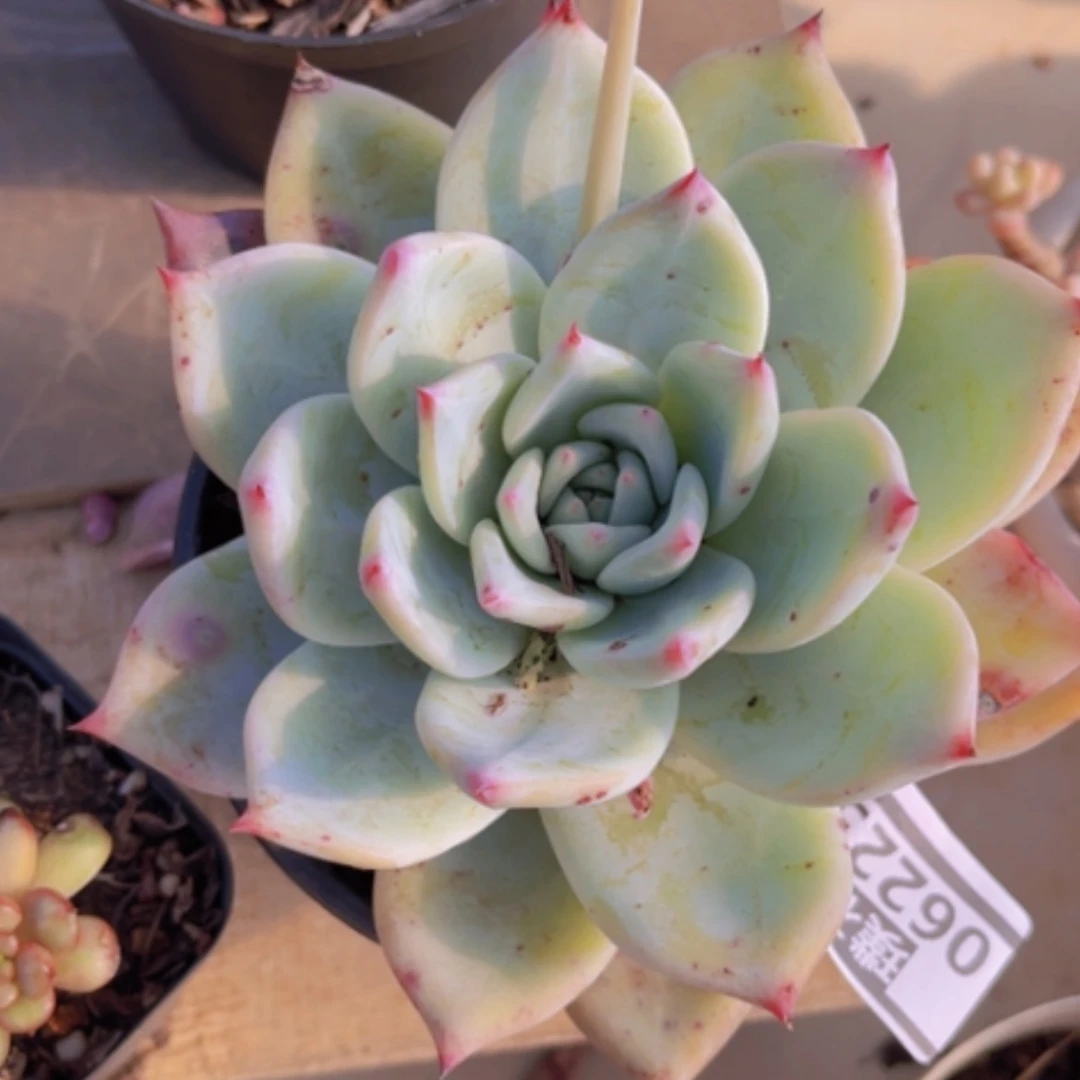 【闪购商品】卡06223