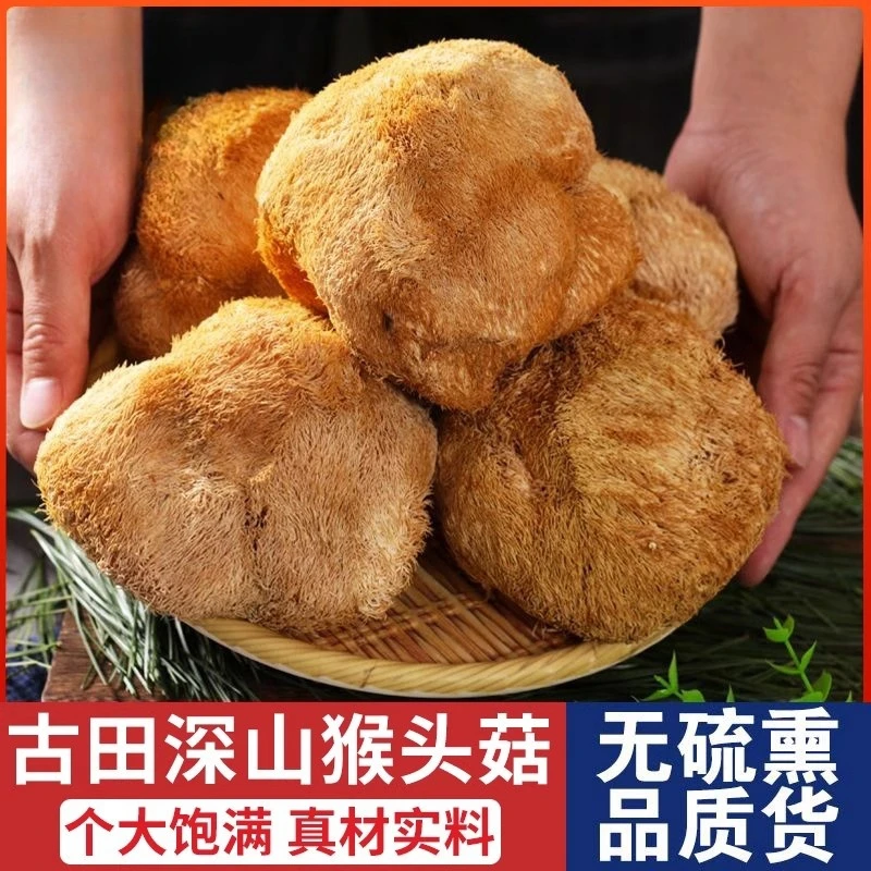 [深山精品猴头菇]猴头菇干货新货无熏无硫大个养可打粉胃早餐
