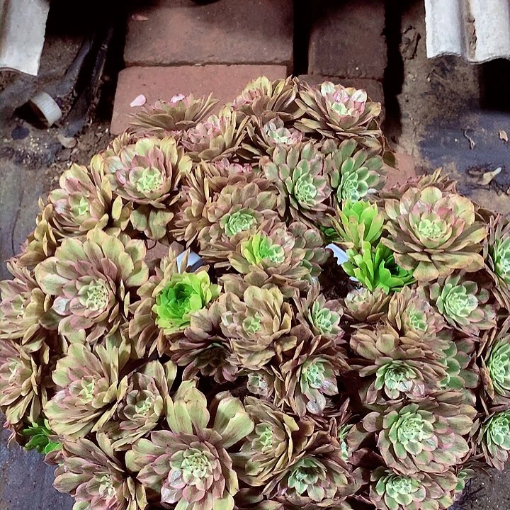 摘心粉黛，多肉植物