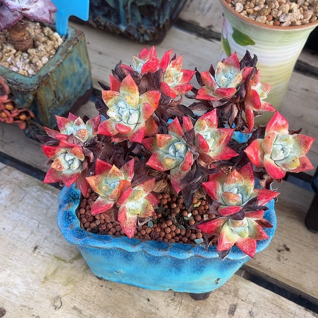 小鹿多肉一物一拍