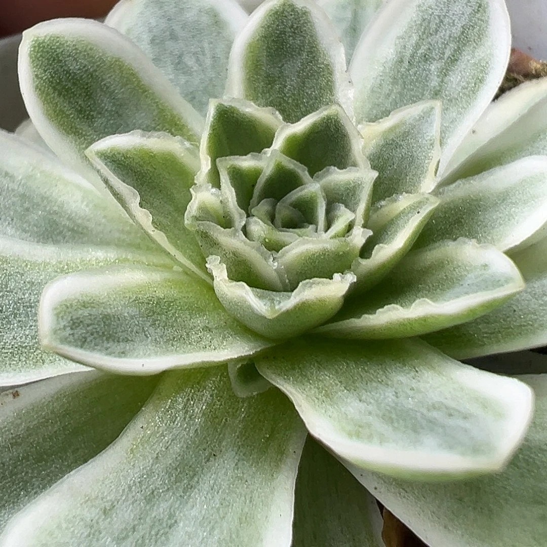 山地玫瑰锦秋夕998号