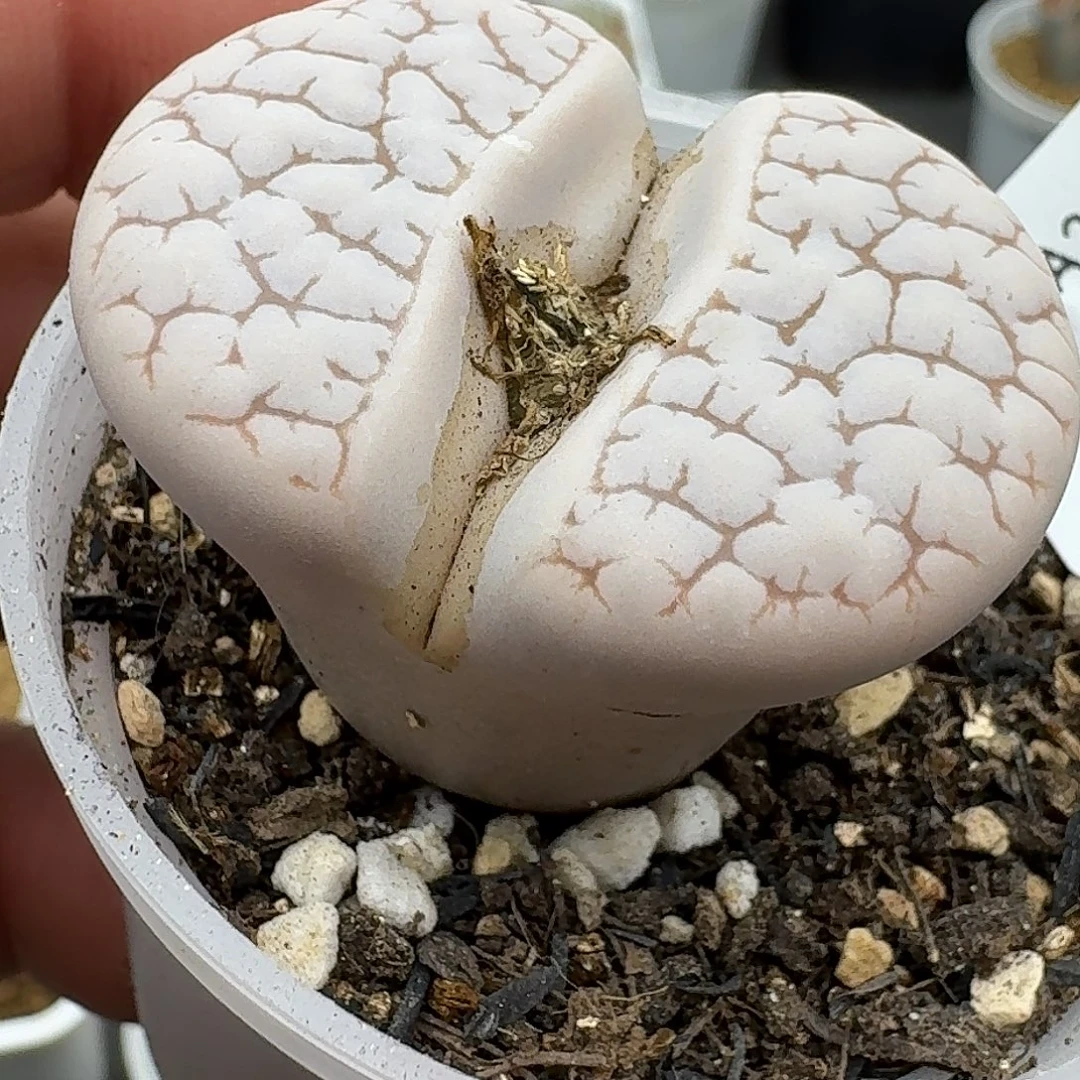 240多肉哈哈哈哈哈哈哈哈