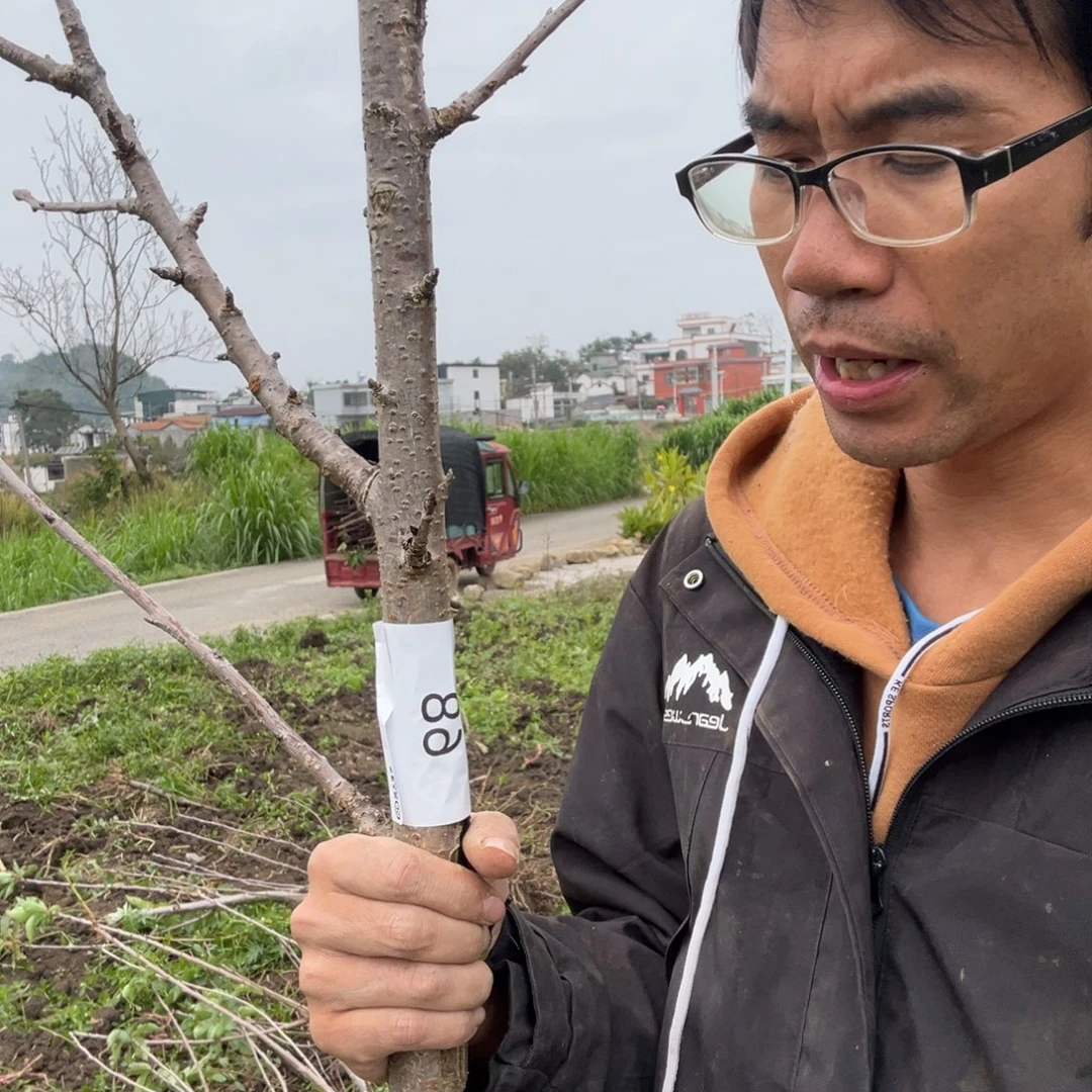 当前无花栽培后可以开花68