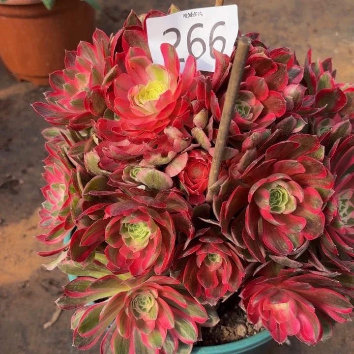 哈哈多肉葡萄福利266