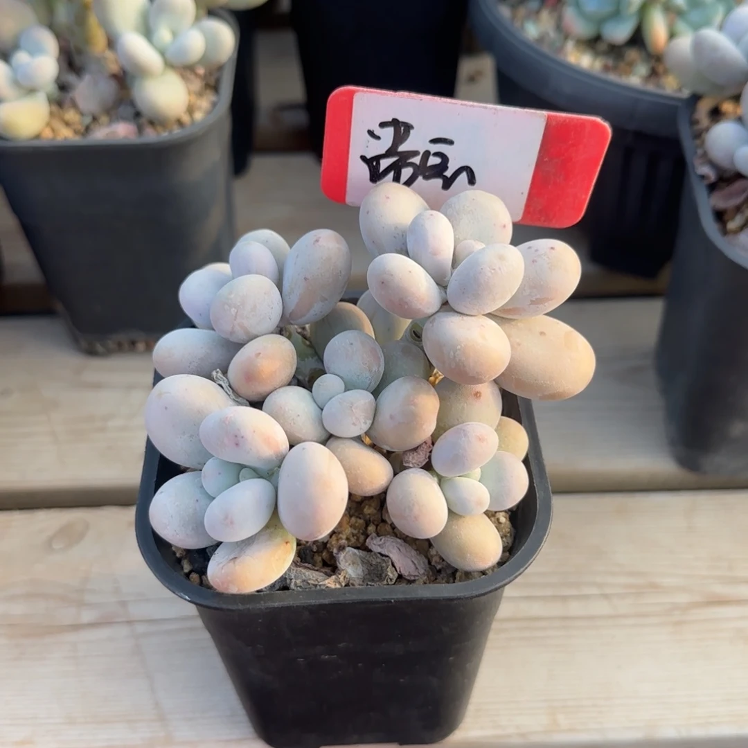 原始奶酪五十包邮老桩多肉