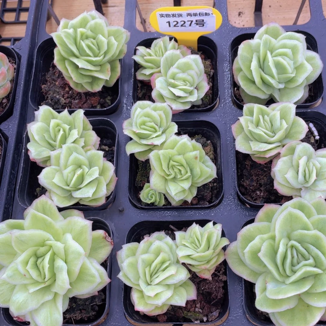 1227号 韩货拉丝锦冰玫瑰一个