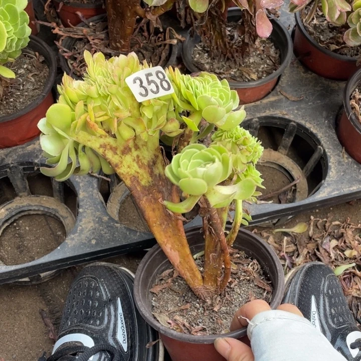 358万圣节缀化13厘米左右