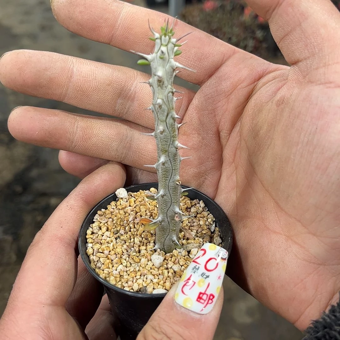 火烛麒麟有根发货有根发货