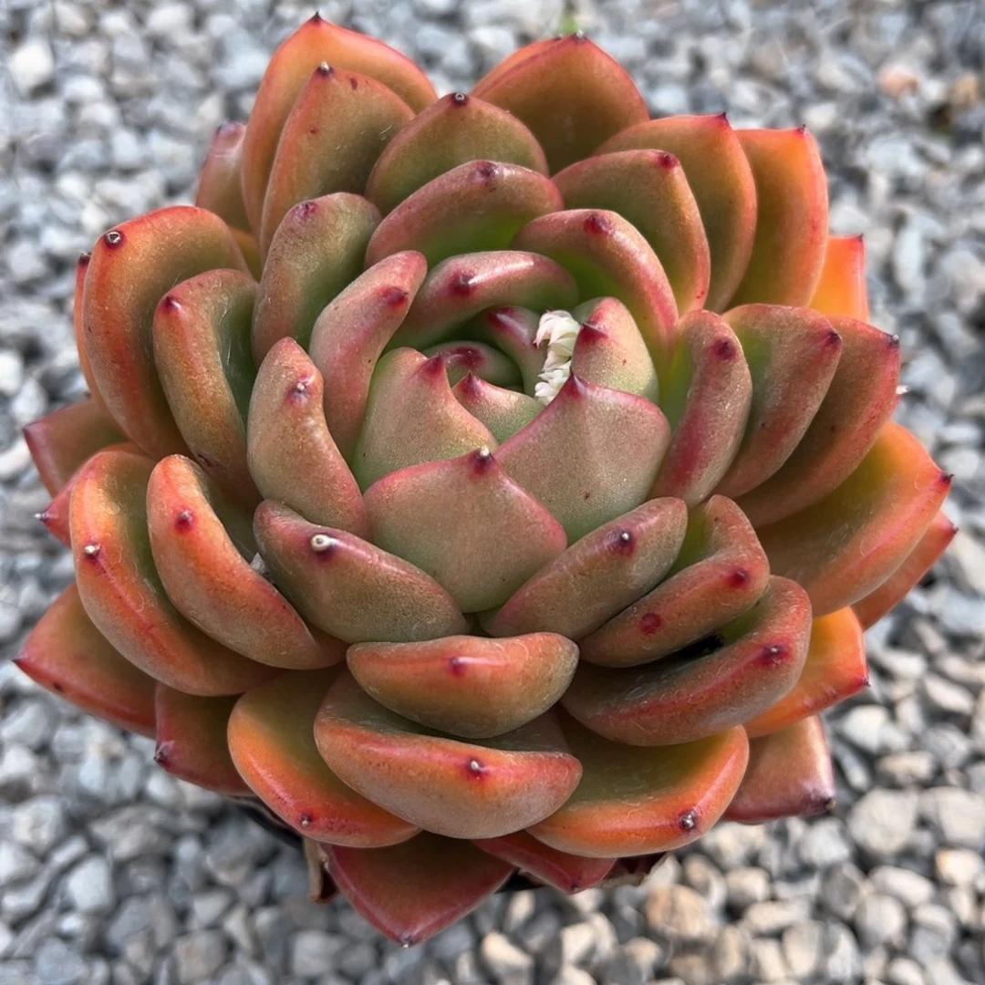 原始红钻石多肉植物