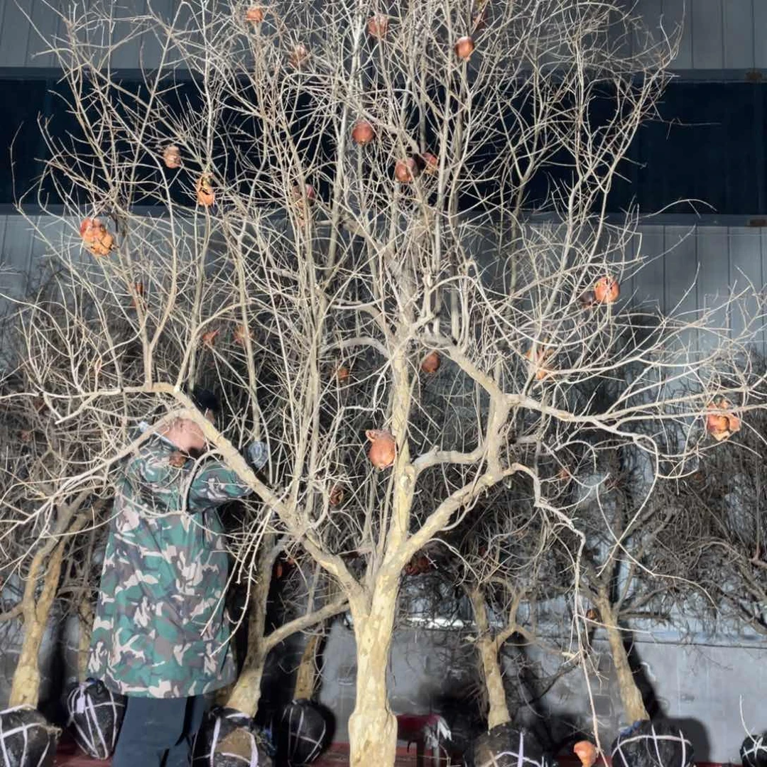 孤**鹄盆栽花卉一物一拍